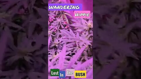 Wandering Hippie Were In Bloom Baby Stretch is over. Love