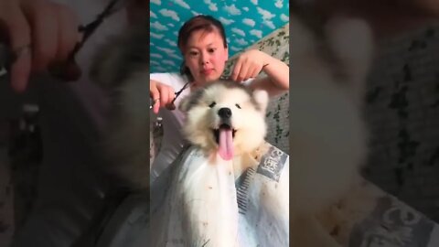 Alaskan pup gets a haircut