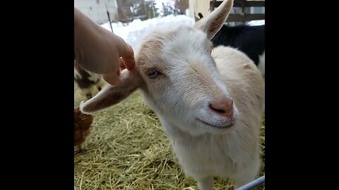 #goat #farm #homesteading #cute