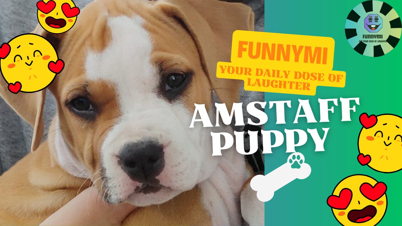 Amstaff Puppy playing and acting up PART 1 🐕 🦴 🐕