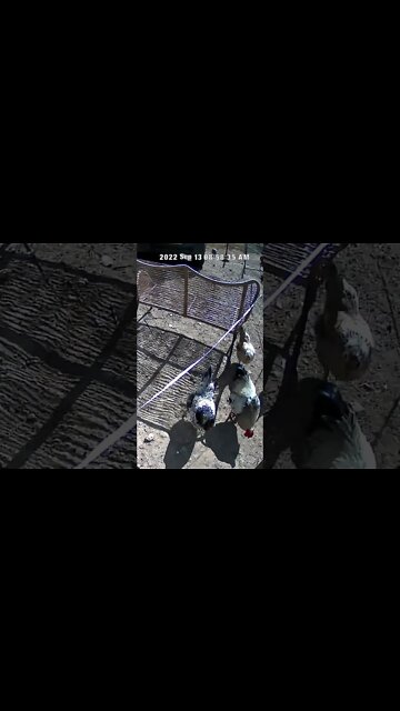 The secret life of chickens