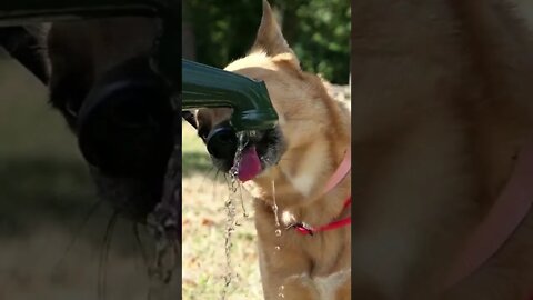 belgian malinois dog | drink water | Funny cute pets lovers, #Shorts