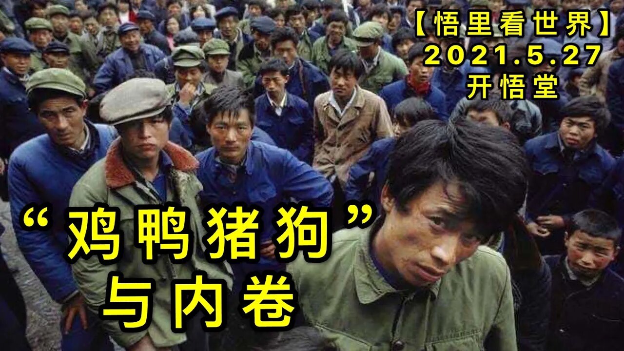 KWT1796“鸡鸭猪狗”与内卷20210527-4【悟里看世界】