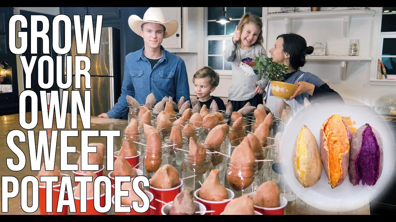 Grow Your Own Sweet Potatoes Now!/ How To Propagate Your Own Sweet Potatoes!