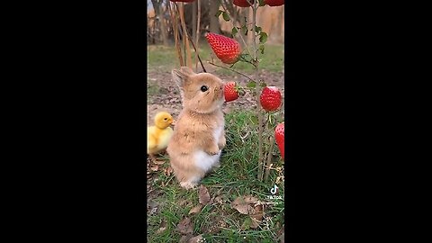 Rabbit cute 🐇🐇