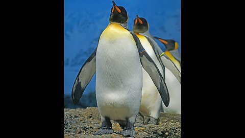 Awesome Penguins