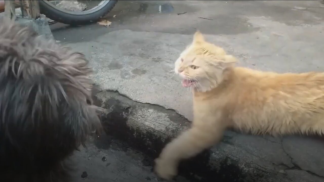 Cat DEFENDS WEAK Kittens from INTRUDER Cat Fight cat play