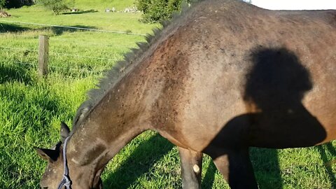 Tuppy's skin much better. One final mange treatment