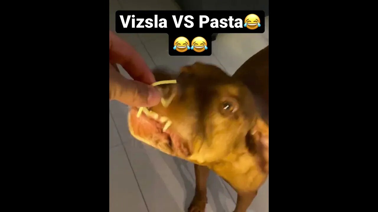 Vizsla VS Pasta😂😂😂 #shorts