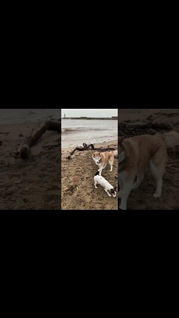 Whitby Goth Weekend (29th Oct 2023)