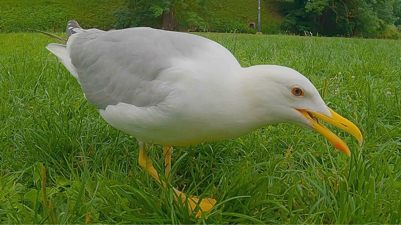 The LARGE European Herring Gull is at It Again