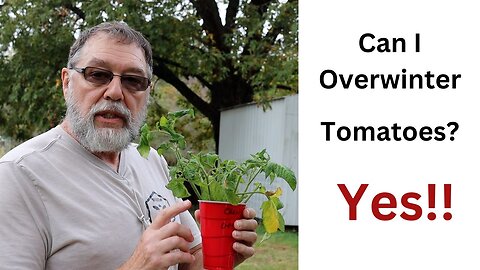 Saving Tomato Plants , Last Peppers