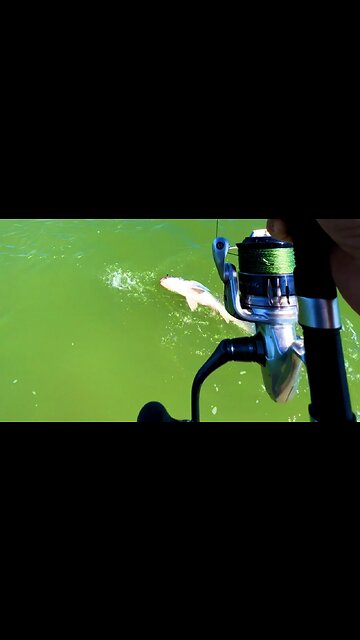 Big Drum Fishing 🐟