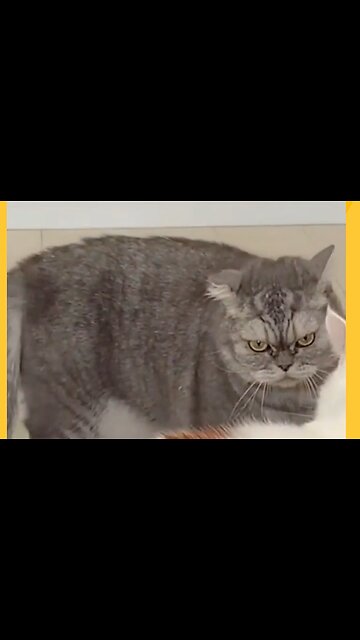 The Funniest Pet Videos of the Year 😂 part 12