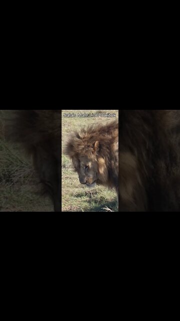 Maasai Mara Sightings Today 09/01/22 (Lions, Cheetah, Hyena, etc) | Zebra Plains | #shorts