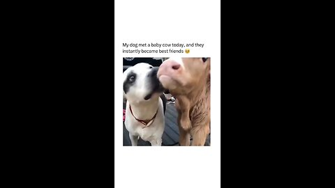 the relationship between cow and dog