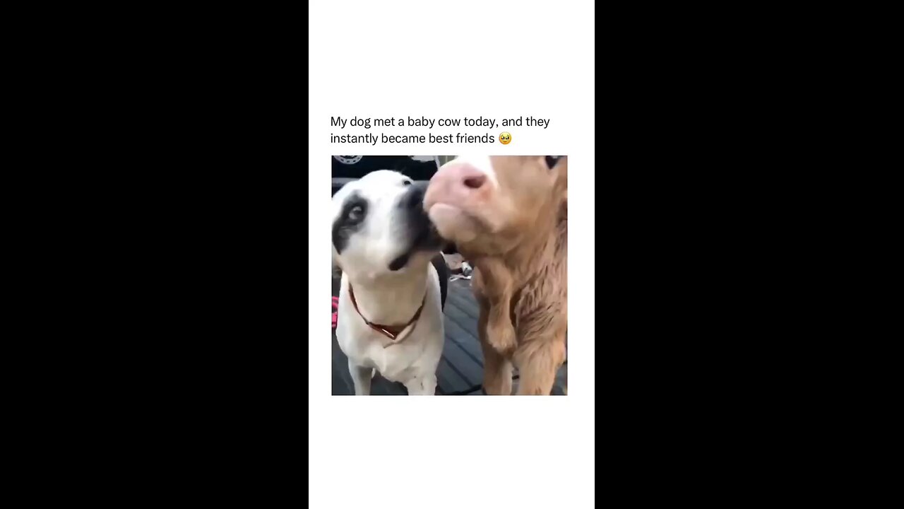 the relationship between cow and dog