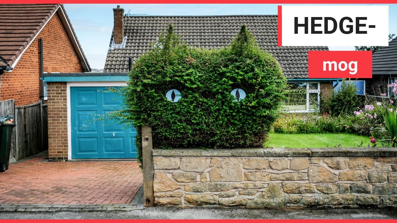 Gardener cuts his hedge into the shape of a cat