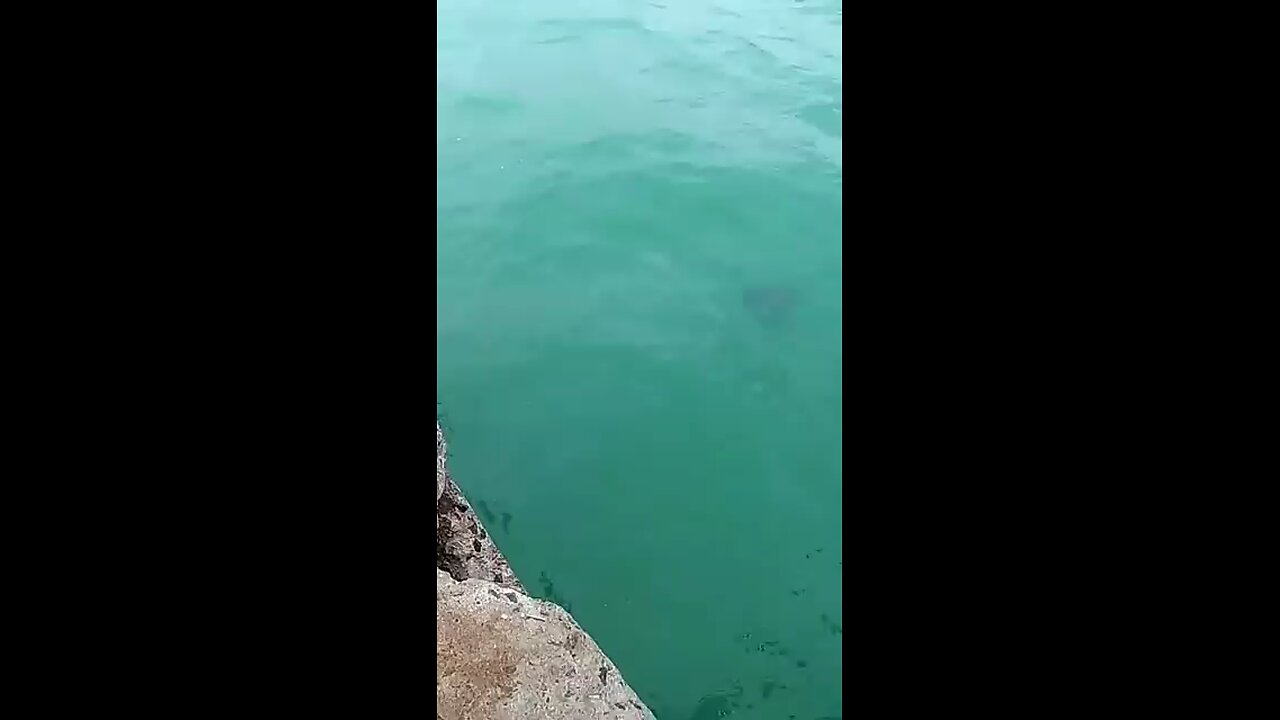 Catching colorful fish