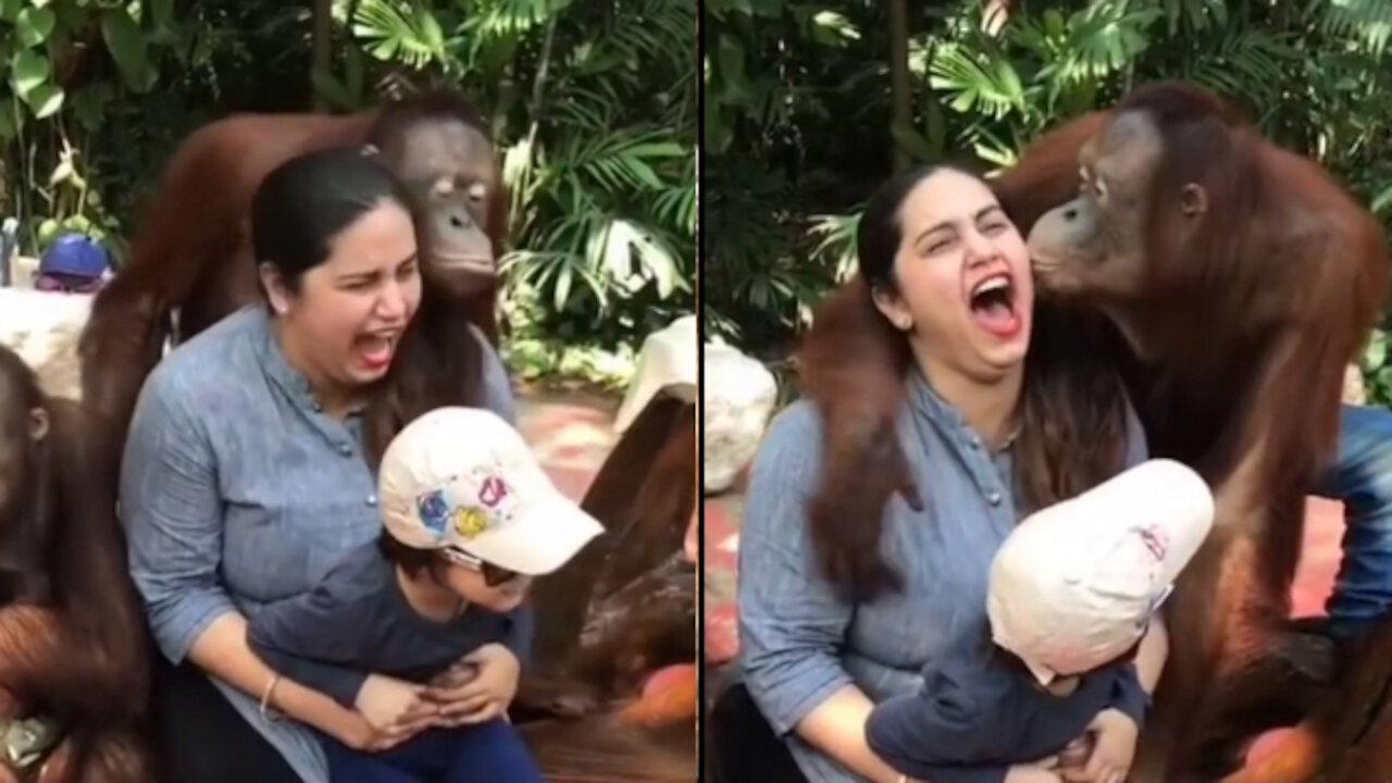 Gorilla Kiss to Girl | Gorilla Proposing to Girl - Try Not To Laugh