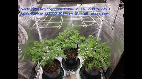 "Summer Stock" episode 1! North Genetics - Spacedust 👽 SpiderFarmer sf2000 day 0