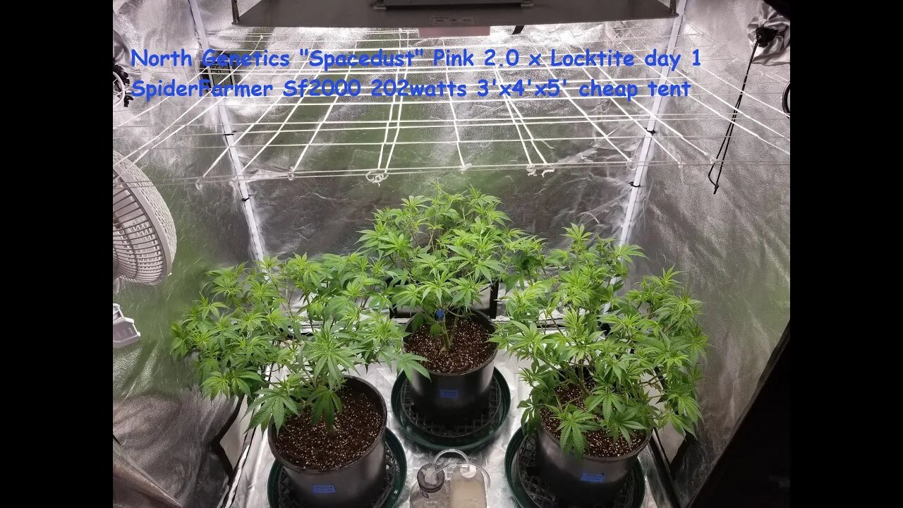 "Summer Stock" episode 1! North Genetics - Spacedust 👽 SpiderFarmer sf2000 day 0