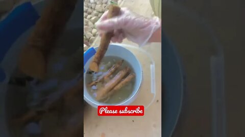 Learn How to Plant a ANTI-CANCER Root! ⚕️#shorts