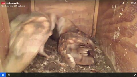 3:15 am Mel brings food and hears his baby.2-29-20