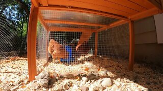 My Backyard Chickens - Episode 63