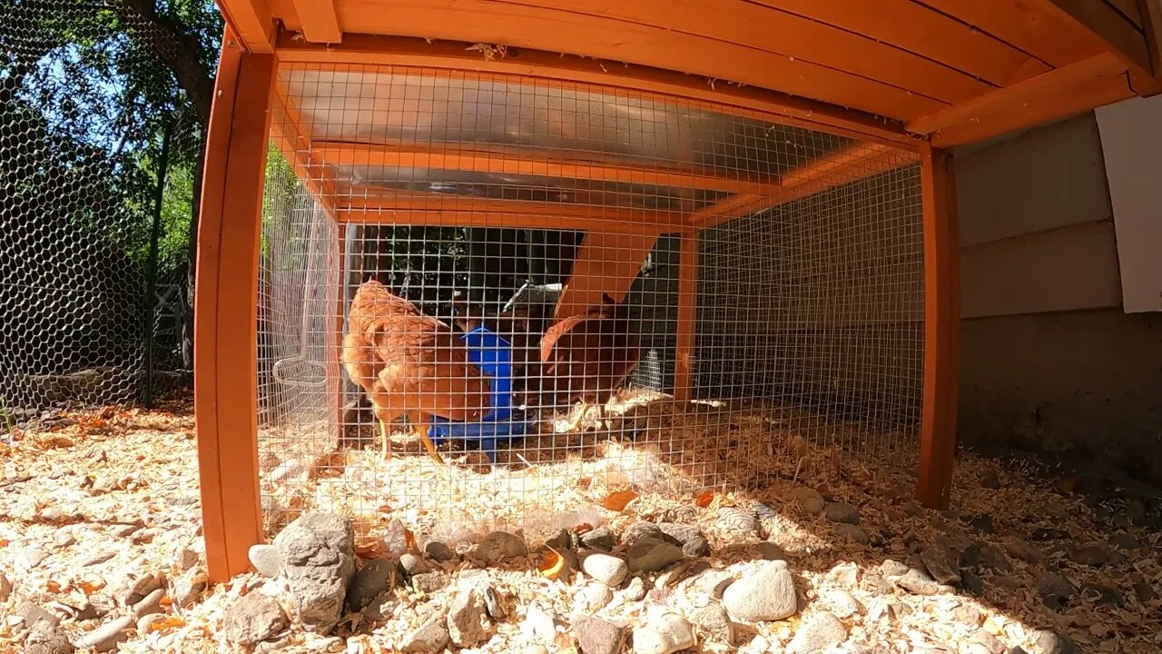 My Backyard Chickens - Episode 63