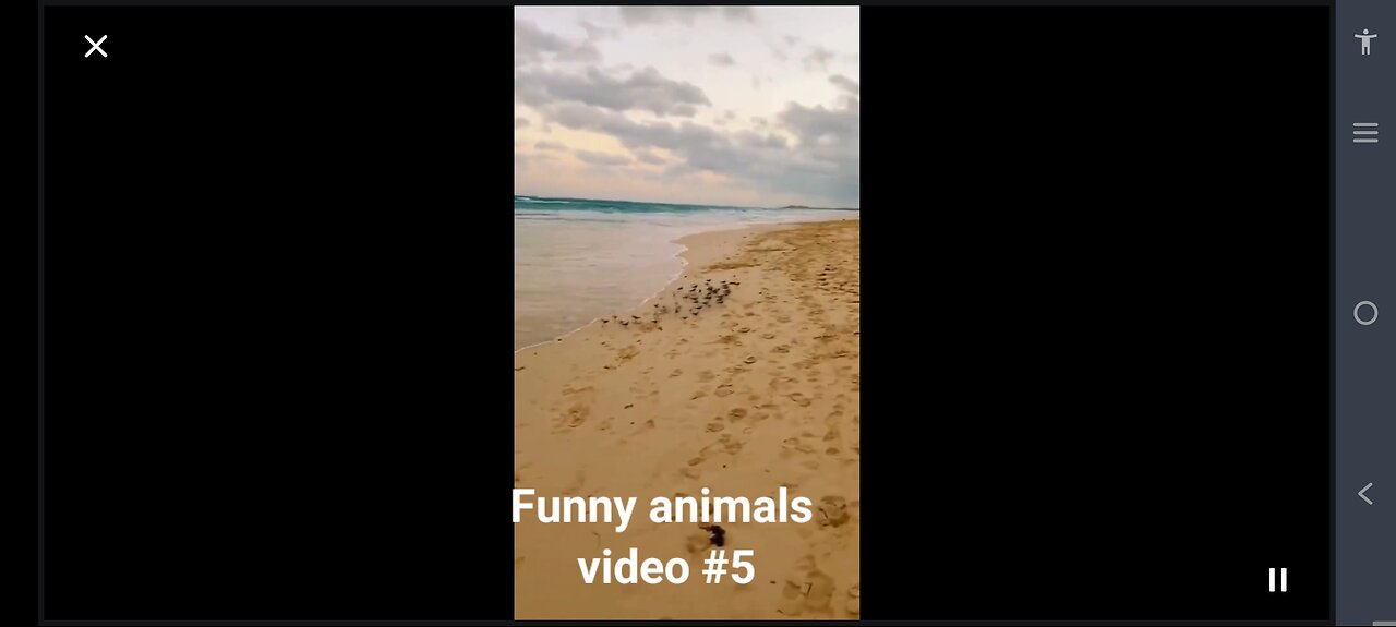 Funny animals video #5, Animal Antics: Hilarious Videos Guaranteed to Make You Smile!