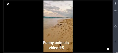 Funny animals video #5, Animal Antics: Hilarious Videos Guaranteed to Make You Smile!