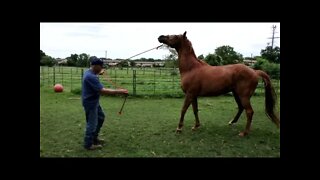 Part 5 Working With A Fearful Horse Named Chili - Not Really Fearful Just Misunderstood