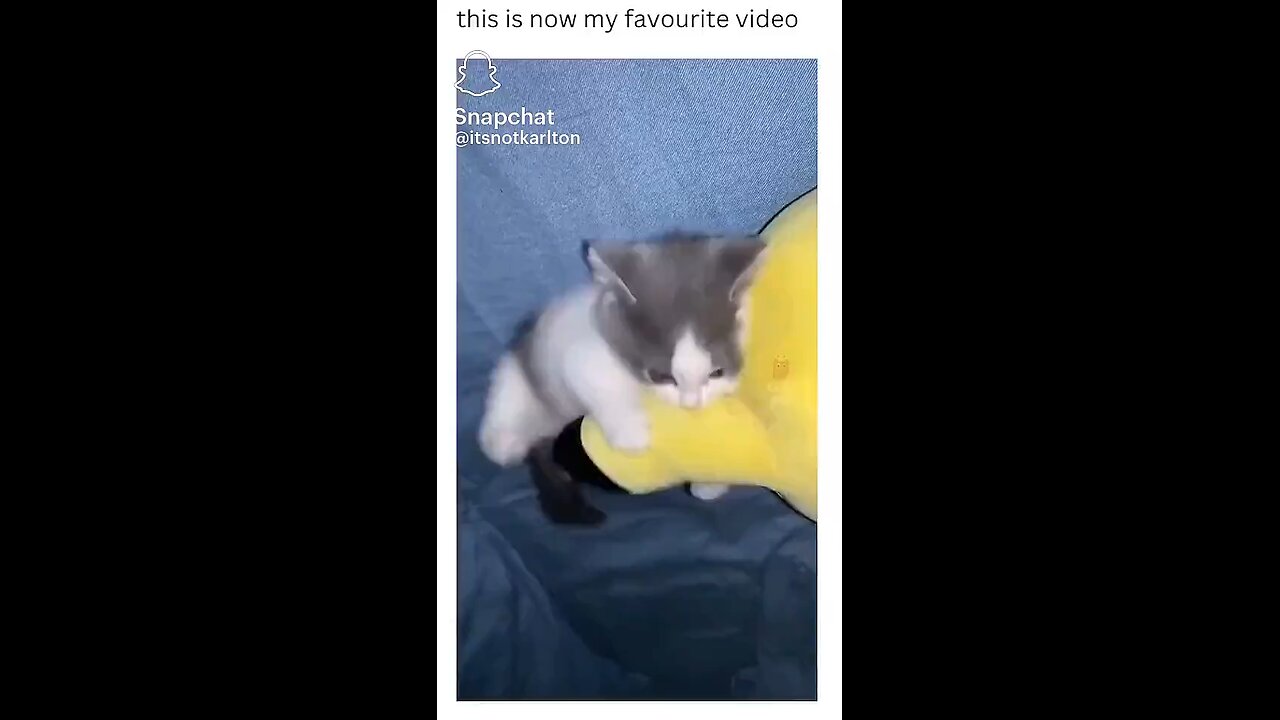 This is now my favorite video 🐈 😍