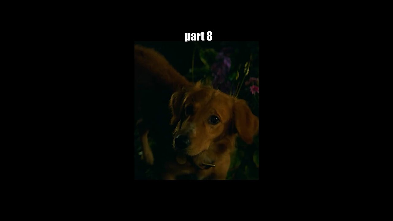 Dog movie part8