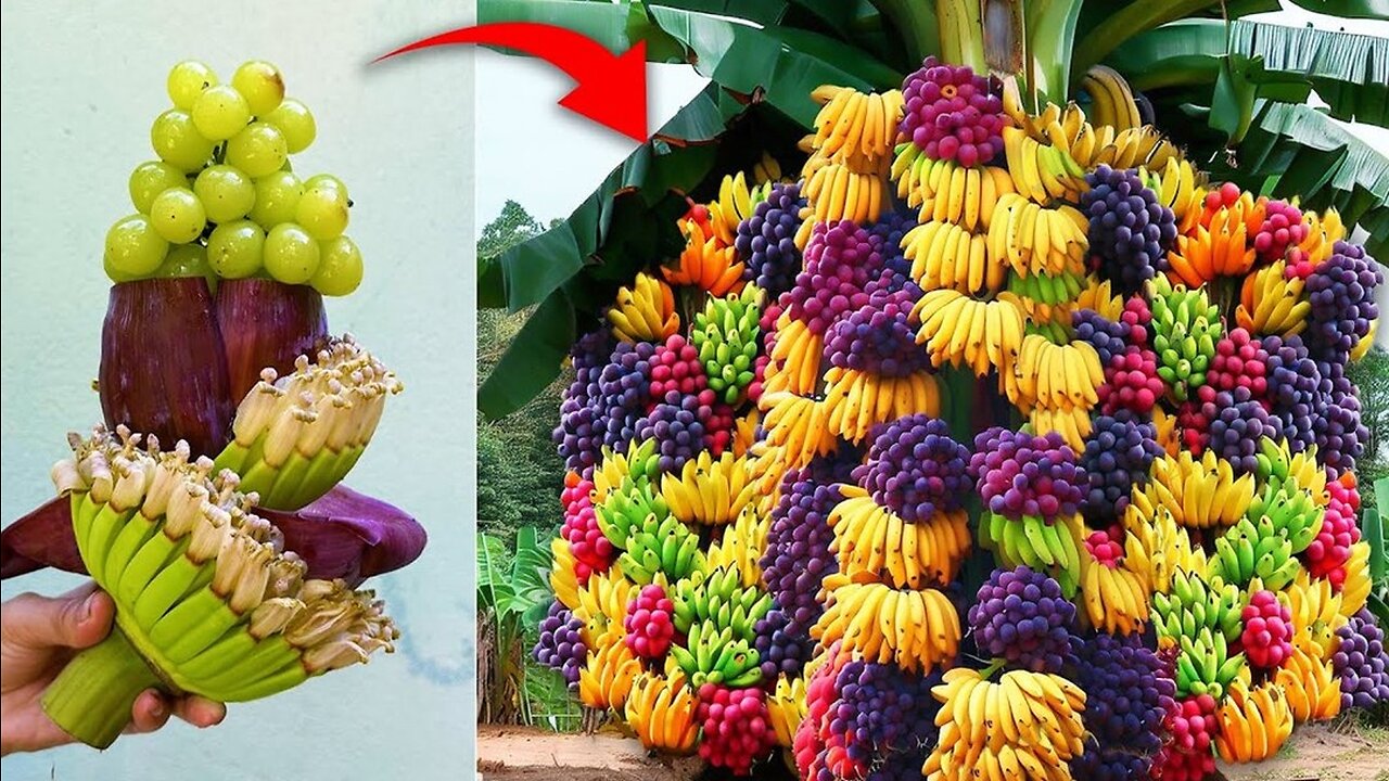 Techniques for Grafting Banana with Grapes Fruit To Get Amazing Fruit