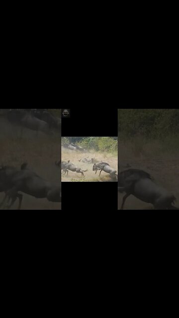 Exploring the Wonders of Wildlife: #shorts