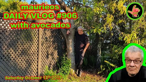 maurieos DAILY VLOG #906 with avocados
