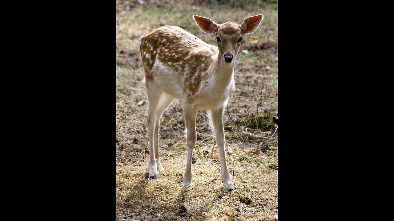 fighting animal moments, Deer