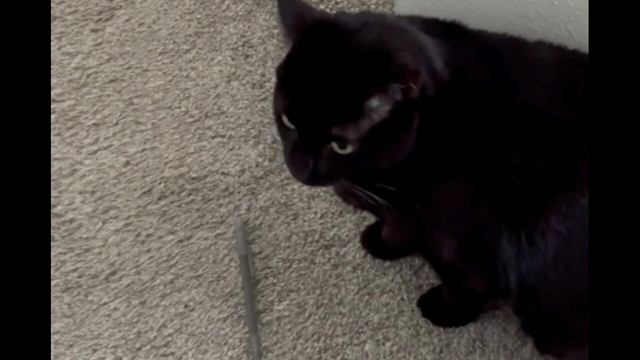 Adopting a Cat from a Shelter Vlog - Cute Precious Piper Releases Her Work Stress #shorts