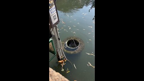 Floating Garbage Bin