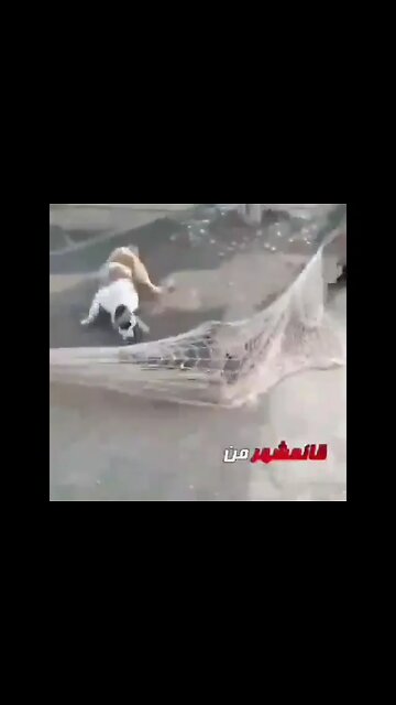 🔴 Live leopard with the least facilities!