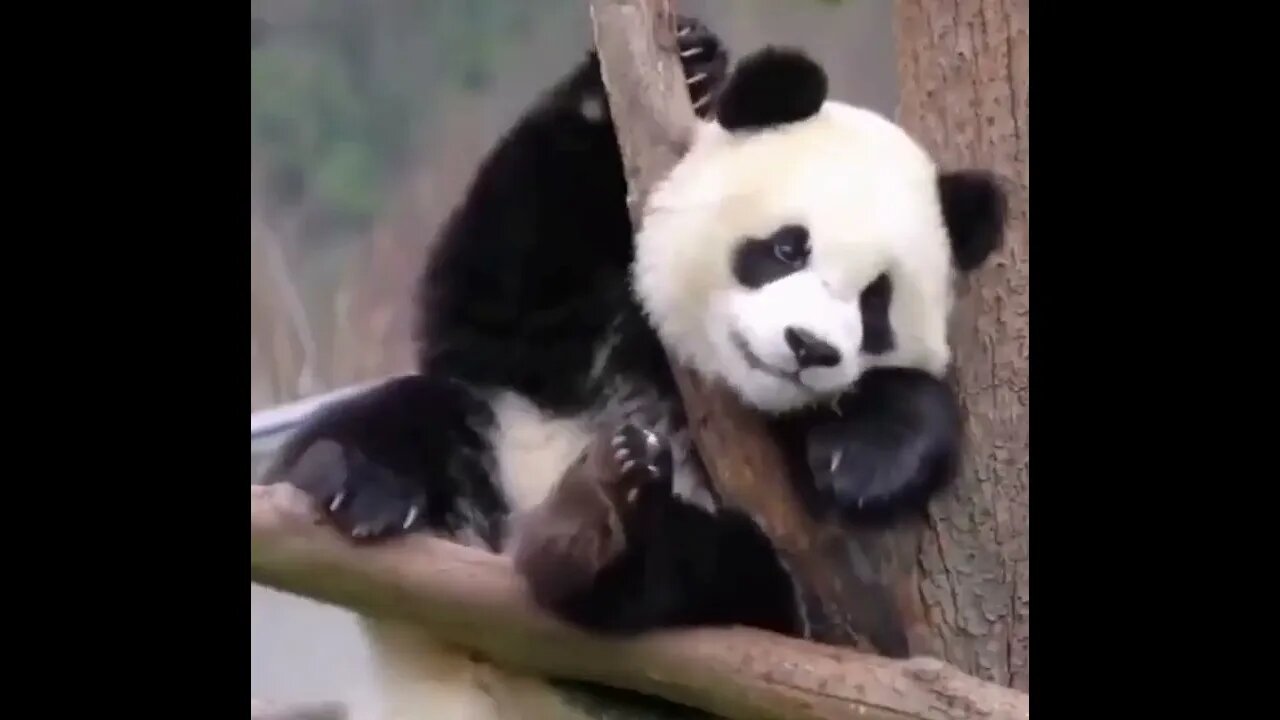 Panda bebe jugando