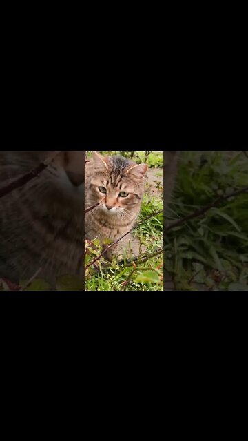 Amigo Pet Animais Engraçados Funny Animals Channel #gato#cachorros#animais #cats#dogs#shorts