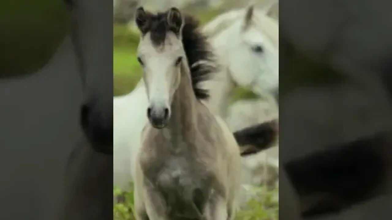 Beautiful horses, #animal