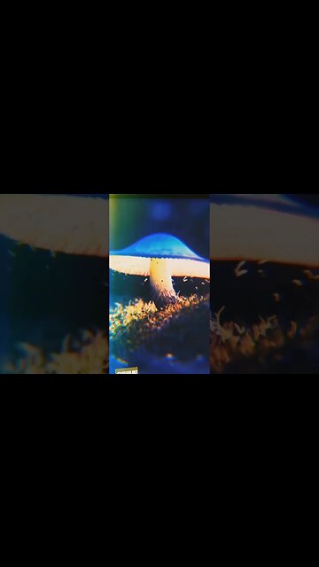mushrooms #shorts #shrooms #trip # nature #sfx