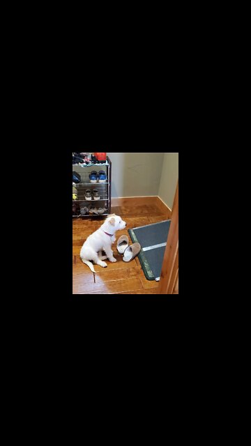 what Ares Jack Russell Terrier did when mom left the house ep. 1