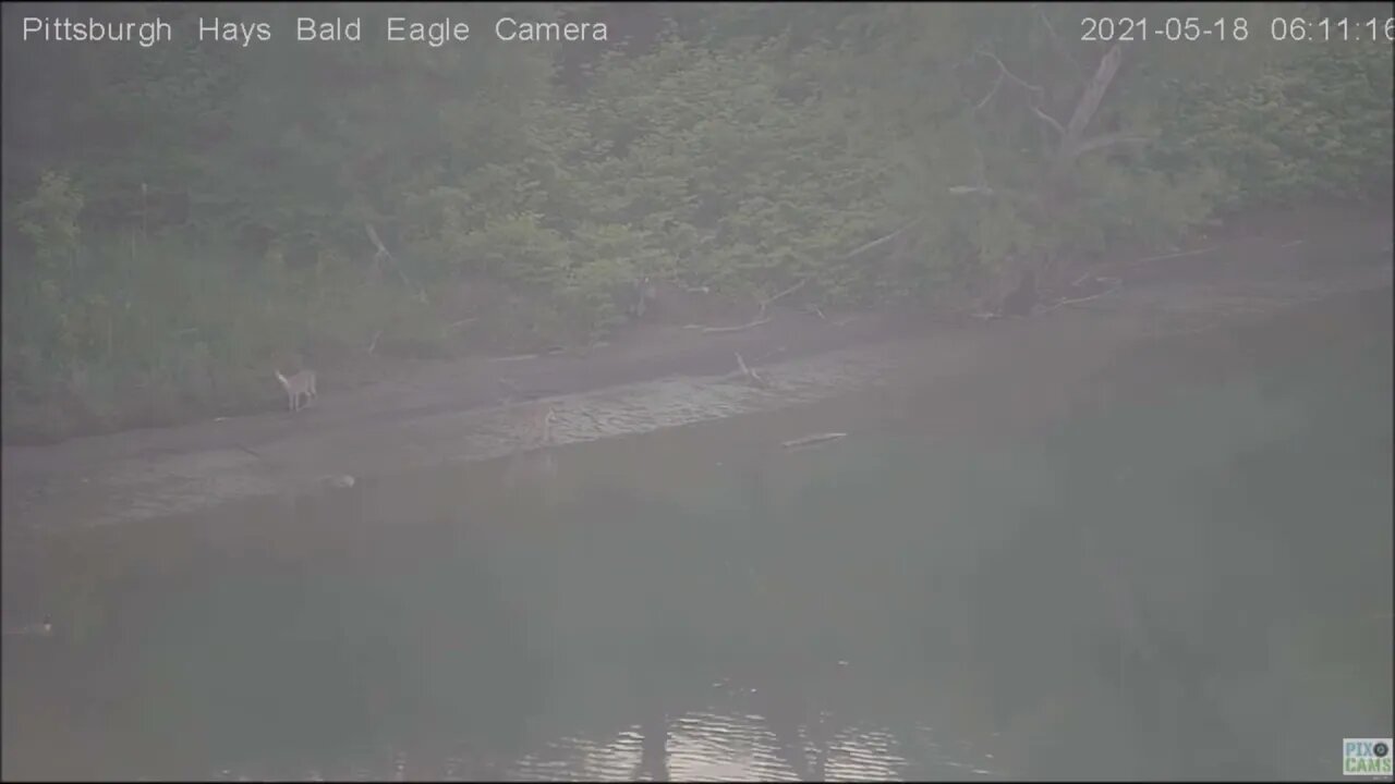 Hays nest pan finds Deer at the Monongahela River 5.18.21 6:10AM