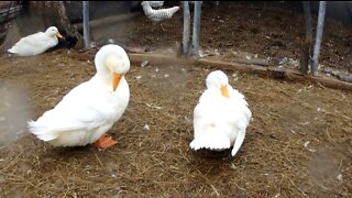 Ducks Cleaning Their Feathers