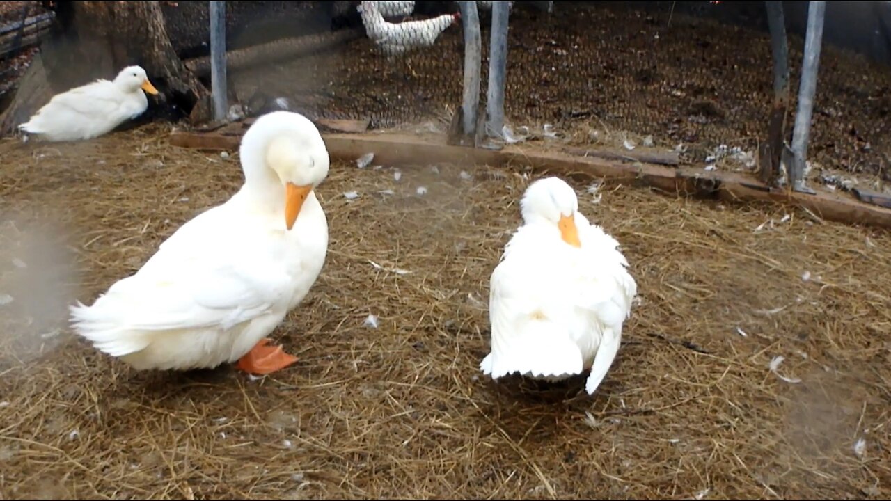 Ducks Cleaning Their Feathers